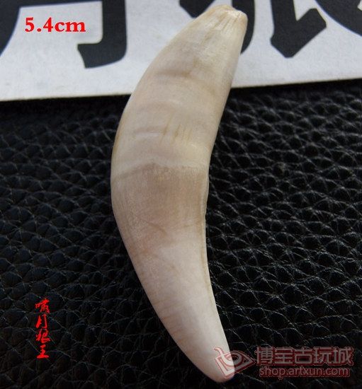 【蒙古真品狼牙】 5.4cm 右上獠牙